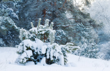 Pine trees in beautiful winter forest during the snowfall