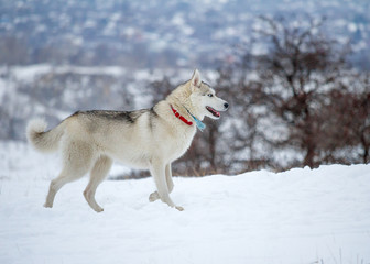 Naklejka premium Siberian husky in the snowy field in winter
