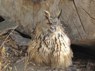 owl