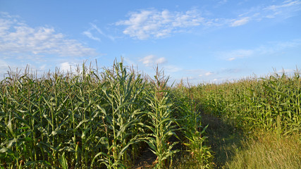 Kukurydza na polu
