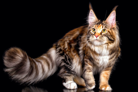 A big maine coon cat standing on the black background with long fluffy tail in a studio, isolated.
