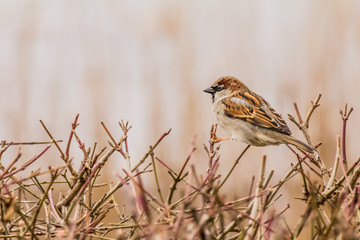 Male or female house sparrow or Passer domesticus is a bird of the sparrow family Passeridae, found...