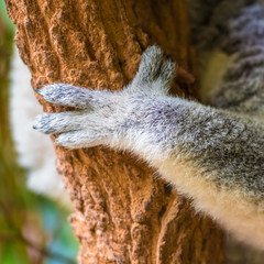 Close-up on koala paw holding to eucalypt tree