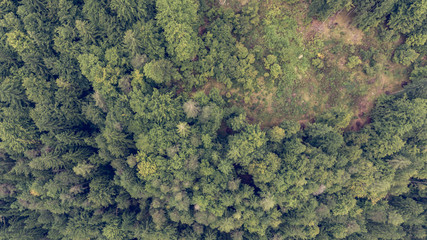 Drop down view of tree tops.