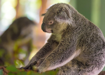 Portrait of koala marsupial native to Australia