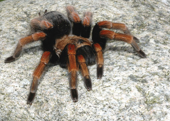 mygale mexicaine brachypelma smithi