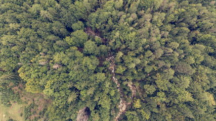 Drop down view of tree tops.