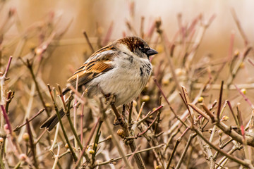Male or female house sparrow or Passer domesticus is a bird of the sparrow family Passeridae, found...