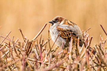 Male or female house sparrow or Passer domesticus is a bird of the sparrow family Passeridae, found in most parts of the world