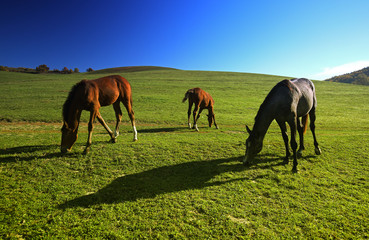 Fototapeta na wymiar Horses outdoor in ranch at beauty landscape
