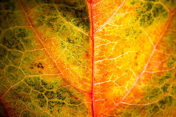 veins of a autumn leaf macro