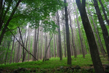 Fototapeta premium trees