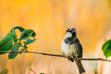 Male or female house sparrow or Passer domesticus is a bird of the sparrow family Passeridae, found in most parts of the world