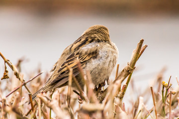 Male or female house sparrow or Passer domesticus is a bird of the sparrow family Passeridae, found in most parts of the world