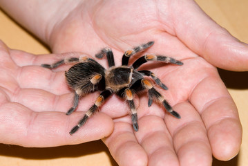 Mann hält Vogelspinne auf der Hand