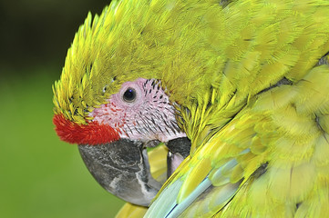 perroquet ara © JeanPierre