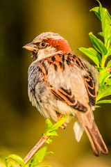 Male or female house sparrow or Passer domesticus is a bird of the sparrow family Passeridae, found in most parts of the world