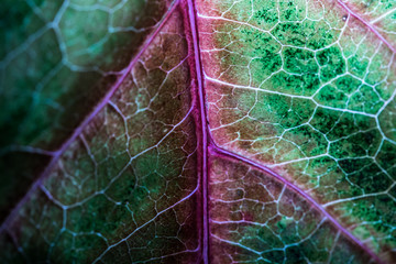 veins of a autumn leaf macro