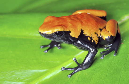 dendrobate adelphobates galactonotus