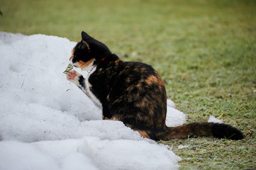 Cat playing with pine needle, AUSTRIA / Stumm