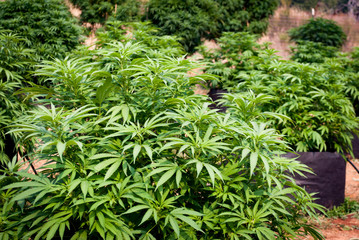 Cannabis Farm