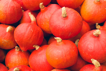 K&uuml;rbisse rot Hokkaido