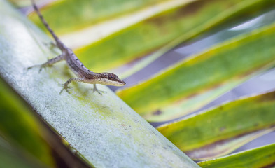 A slender anole (Anolis fuscoauratus, aka Norops limifrons) on a palm frond in Costa Rica.