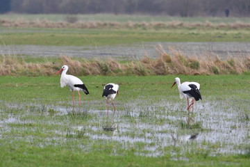 Obraz na płótnie Canvas A group of storks in a nature reserve in Muenster-Germany
