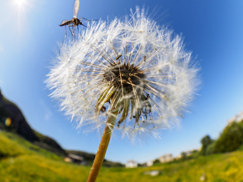 Airy gentle soft dandelion flying in the wind in the morning sunlight. Romantic dreamy artistic image.
