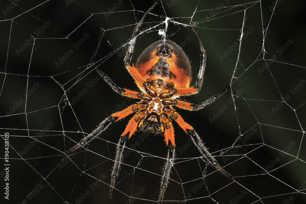 Poster a tropical red and black orb-weaving spider (eriophora fuliginea) on its web in talamanca, costa ric