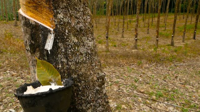 Plantation for the extraction of natural latex from rubber trees.