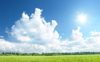 Crédence de cuisine en verre imprimé Campagne field of grass and perfect sky