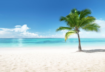 Naklejka na ściany i meble Palm on the beach, Dominican Republic