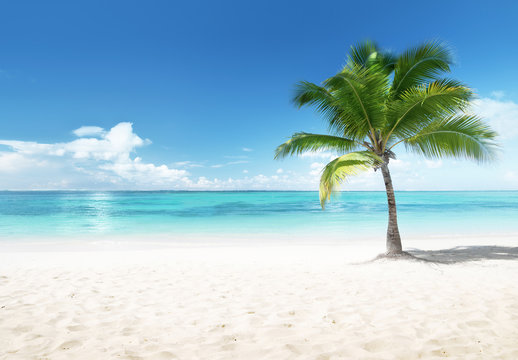 Palm on the beach, Dominican Republic © Iakov Kalinin
