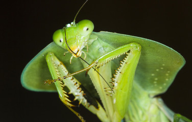 A hooded mantis (Choeradodis rhomboidea) cleans its antennae at night in Costa Rica.