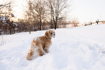 American cocker spaniel stands in a snowdrift. Back view.