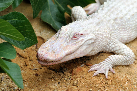 alligator albinos