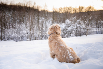 American cocker spaniel against background of a snowy forest. A dog sits with his back in a snowdrift dog.