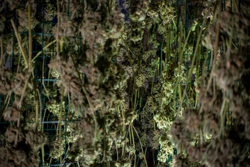 Blue Dream Harvest