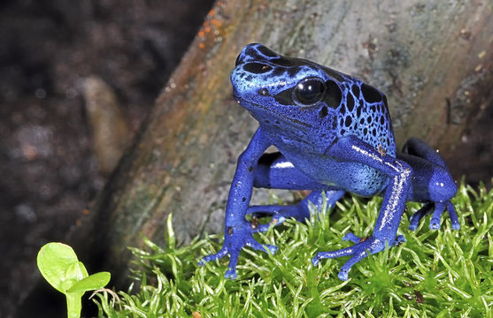Imágenes de Azureus: descubre bancos de fotos, ilustraciones, vectores ...