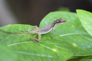 A slender anole (Anolis fuscoauratus, aka Norops limifrons) resting on a large leaf in Cahuita National Park, Costa Rica.