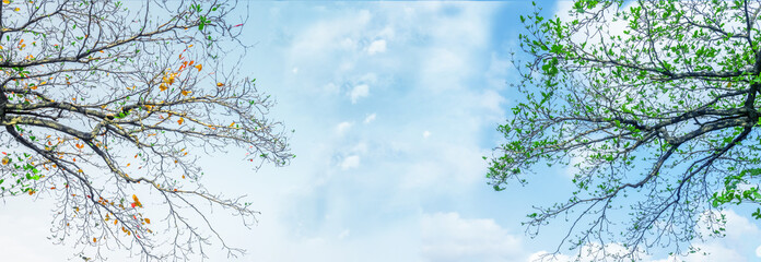 Panorama, difference tree branches in autumn and spring