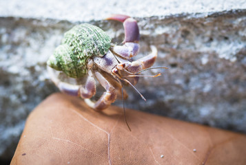 A hermit crab crawls over rocks and leaves on a beach in Cahuita National Park, Costa Rica.