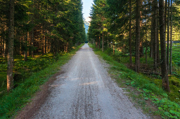 Fototapeta premium Old railway track turned into a bike path in the middle of the woods, Cortina d'Ampezzo, Dolomites, Italy