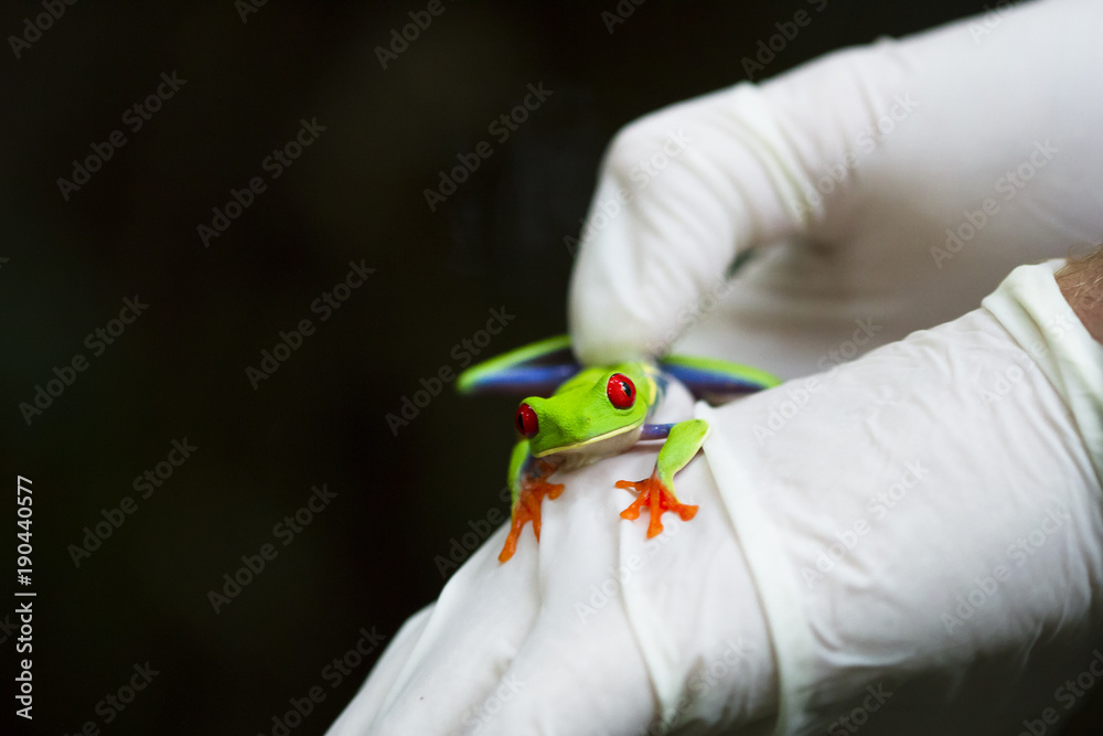 Wall mural A scientist handles a red eyed treefrog (Agalychnis callidryas) as part of an inventory study in Tortuguero National Park, Costa Rica.