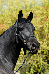 Fototapeta premium Schwarzer Vollblutaraber