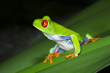 A red eyed treefrog (Agalychnis callidryas) on a leaf at night in Tortuguero National Park, Costa Rica.