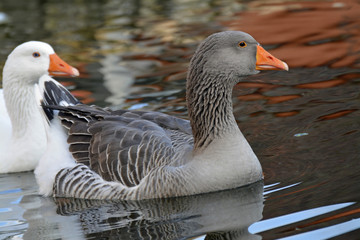 gänse schwimmen im seebach in westhofen © lotharnahler