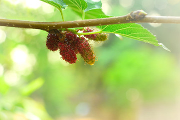 Mulberry fruit with green leaves on tree.