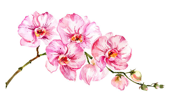 Pink moth orchid (Phalaenopsis) flower on a twig.  Isolated on white background.  Watercolor painting.